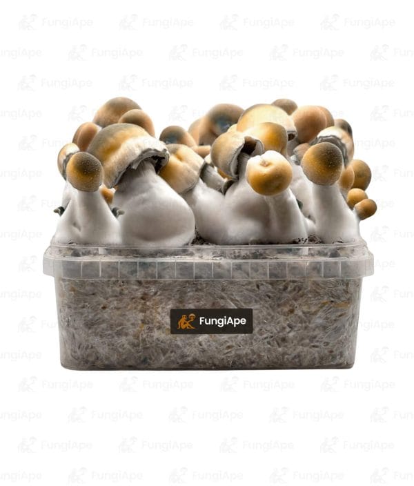 Bluey Vuitton - Grow Kit From Fungiape.com