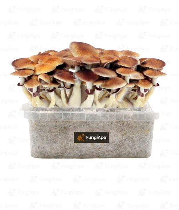 Golden Teacher - Grow Kit From Fungiape.com