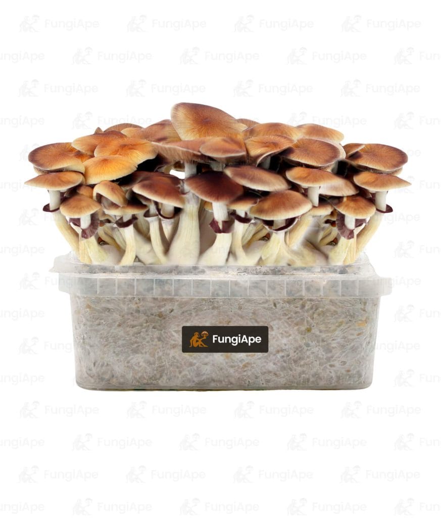 Golden Teacher - Grow Kit From Fungiape.com