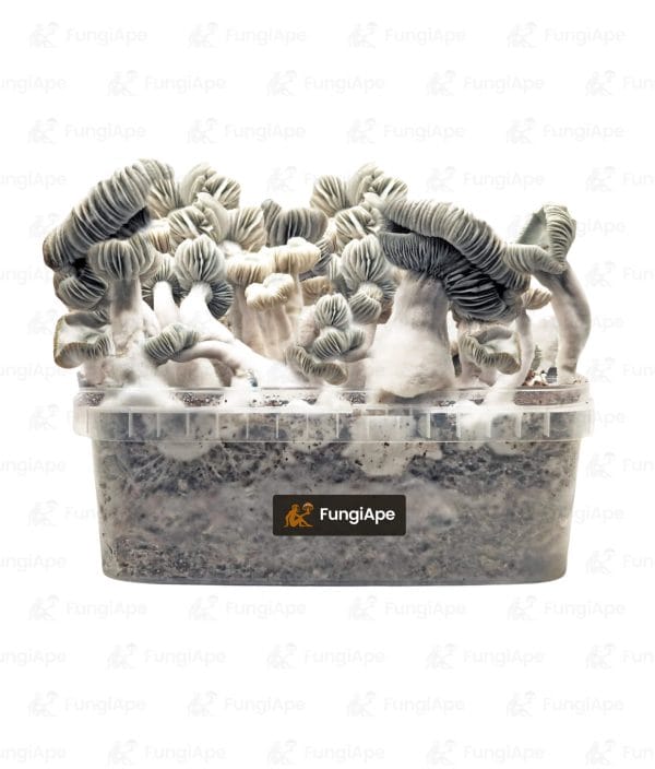 Jack Frost grow kit - fungiape.com