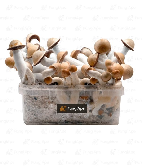Penis Envy - Grow Kit From Fungiape.com