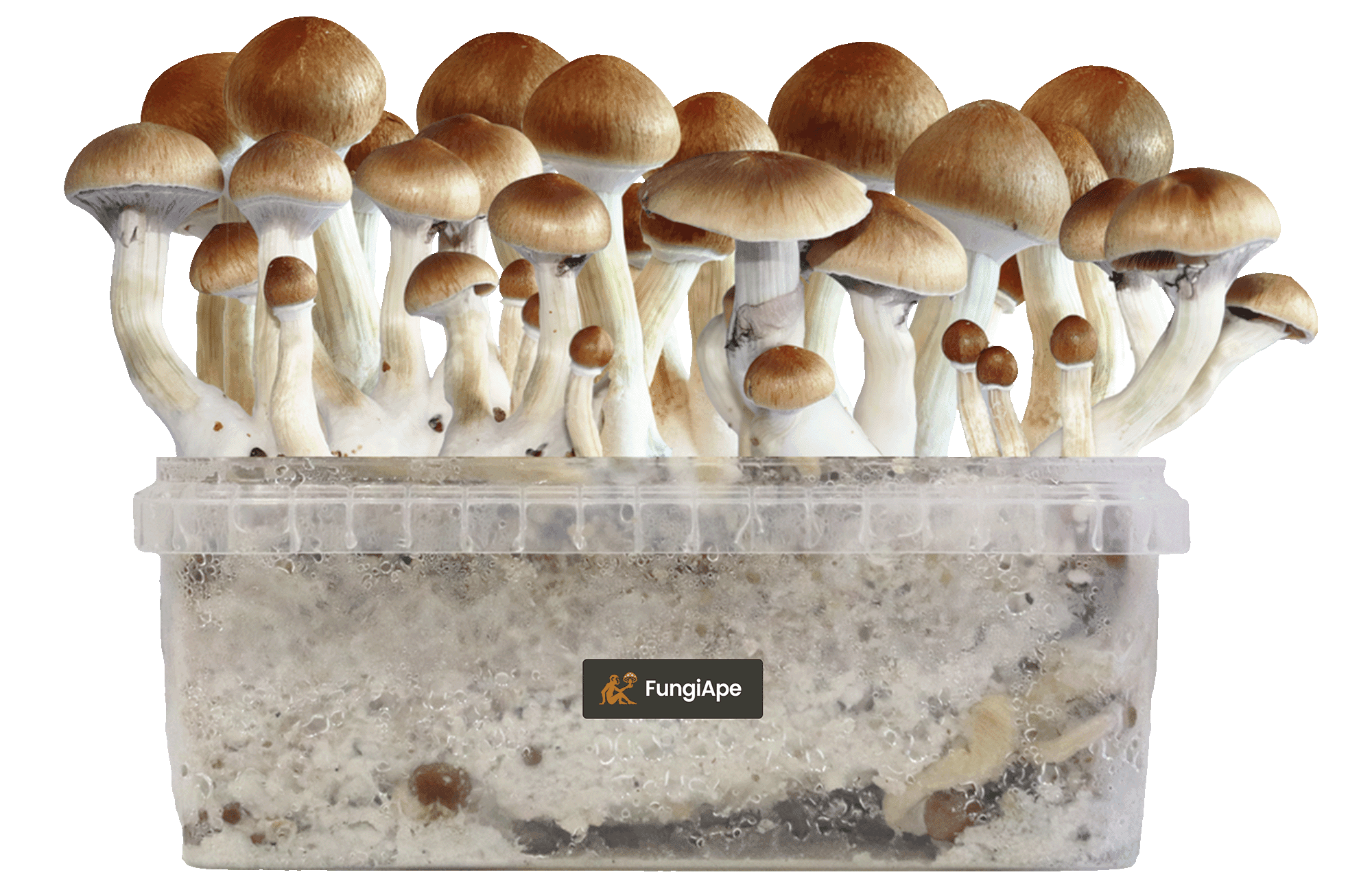 A container overflowing with mushrooms, highlighted by a deep black background.