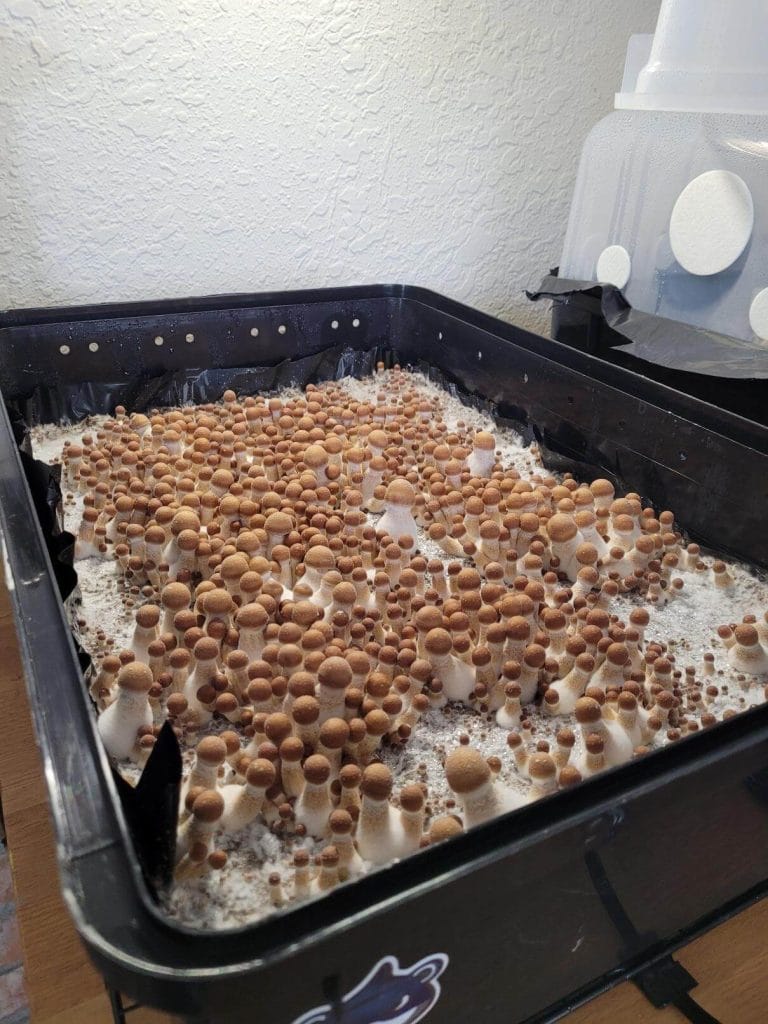 how strong are hillbilly mushrooms