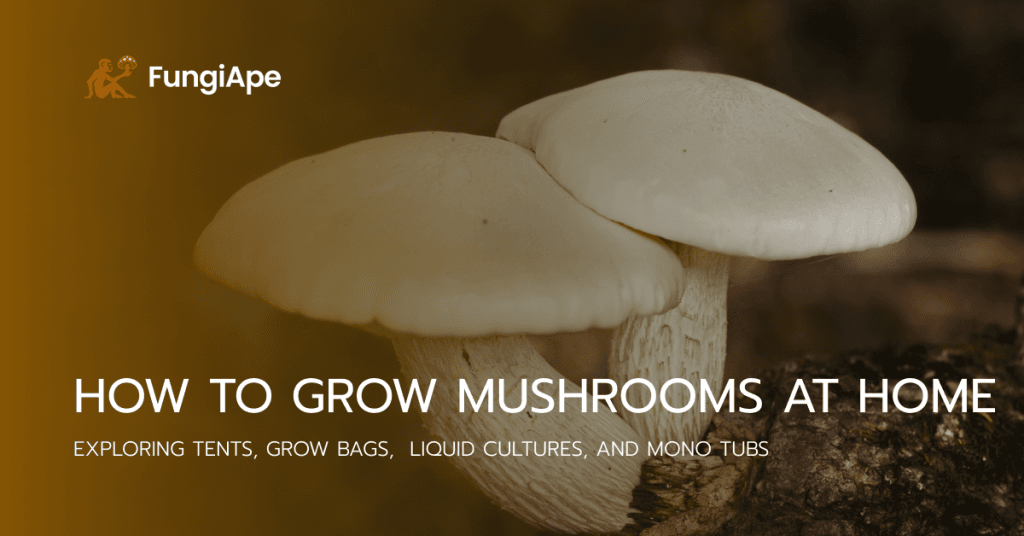 How to Grow Mushrooms at Home