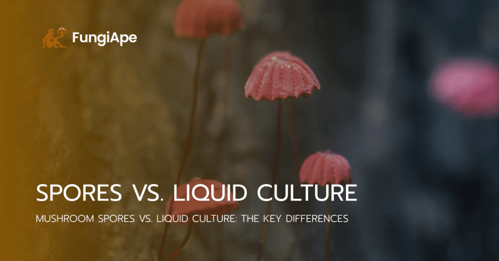 liquid culture vs spore syringe