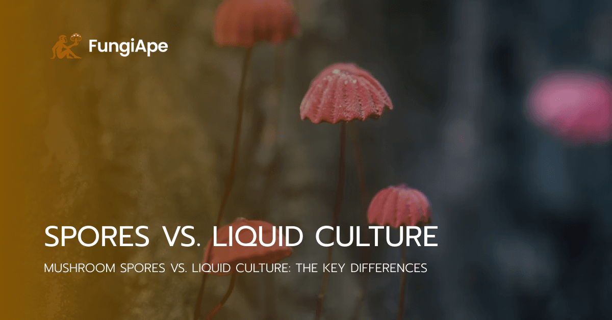 liquid culture vs spore syringe