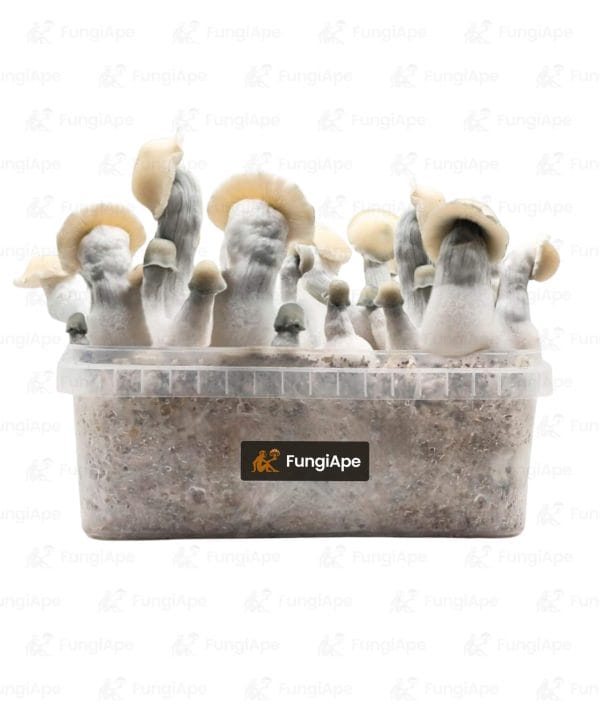 Albino Bluey Vuitton - Grow Kit From Fungiape.com