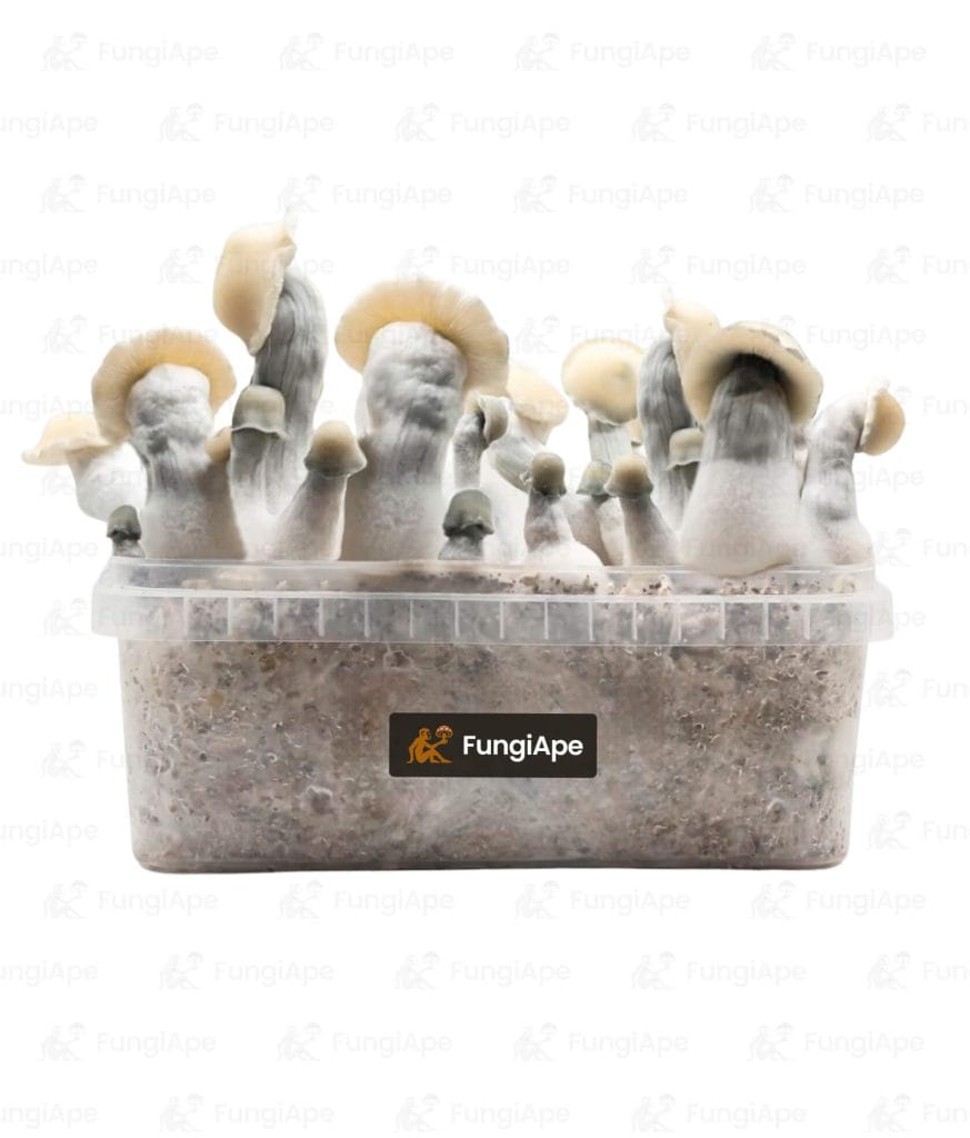 Albino Bluey Vuitton - Grow Kit From Fungiape.com
