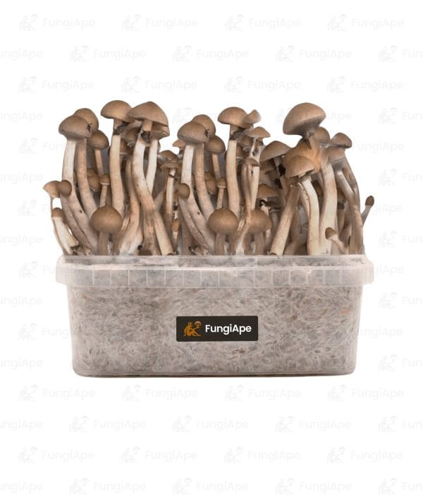 B+ - Grow Kit From Fungiape.com