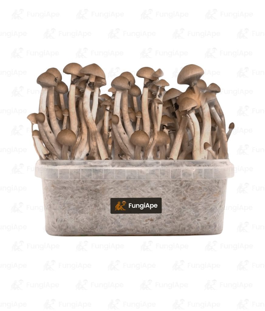 B+ - Grow Kit From Fungiape.com