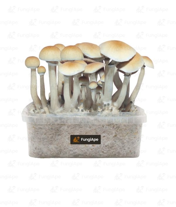 Blue Meanie - Grow Kit From Fungiape.com