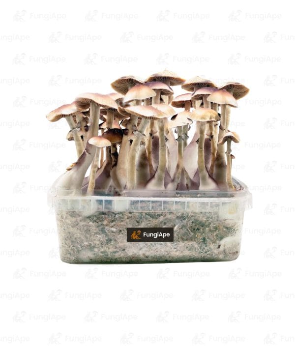 Brasil - Grow Kit From Fungiape.com