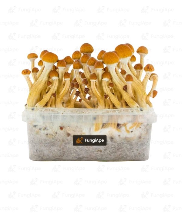 Ecuador - Grow Kit From Fungiape.com