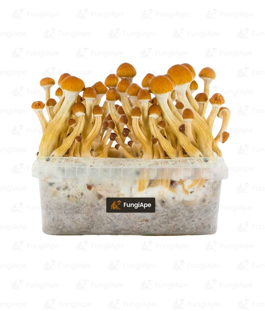Ecuador - Grow Kit From Fungiape.com