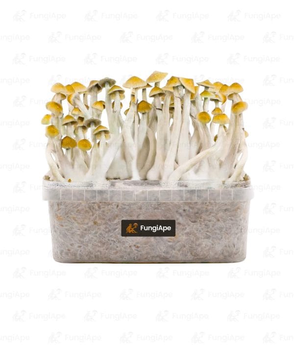 Mazatapec - Grow Kit From Fungiape.com