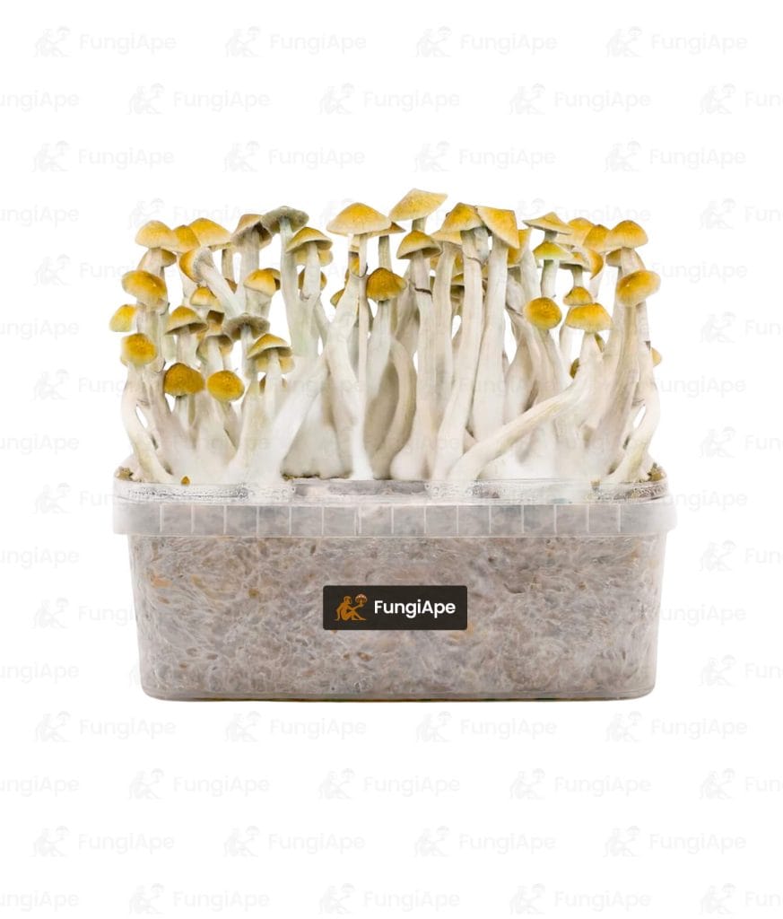 Mazatapec - Grow Kit From Fungiape.com
