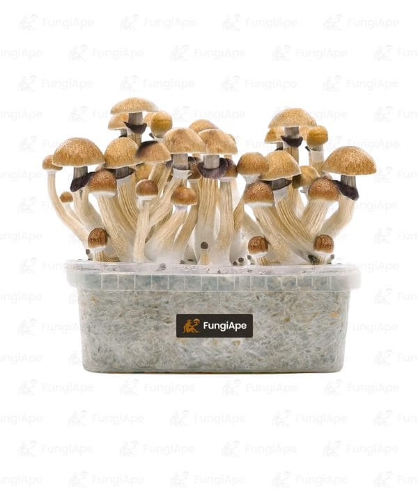 McKennai - Grow Kit From Fungiape.com