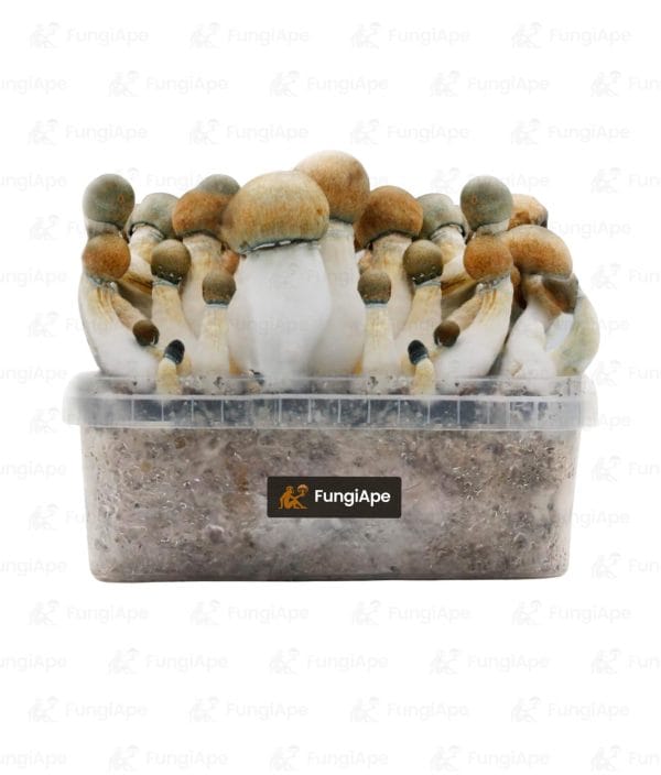 Melmac Trasher - Grow Kit From Fungiape.com