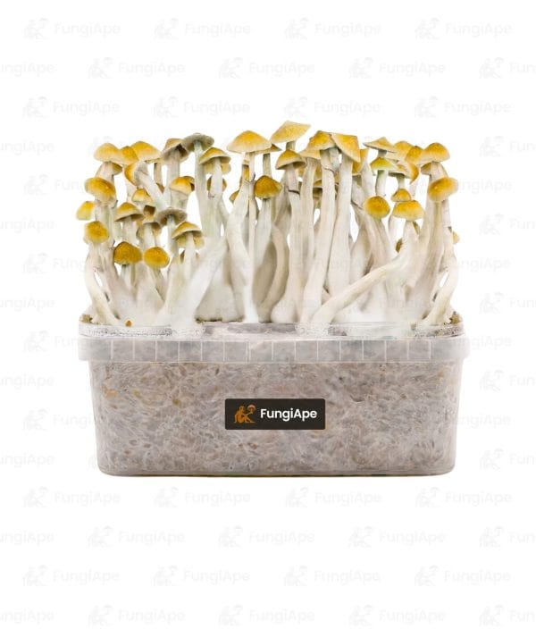 Mexicana - Grow Kit From Fungiape.com