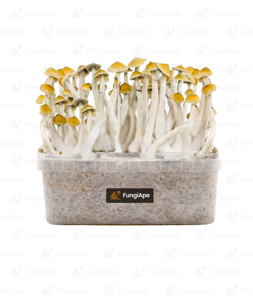 Mexicana - Grow Kit From Fungiape.com