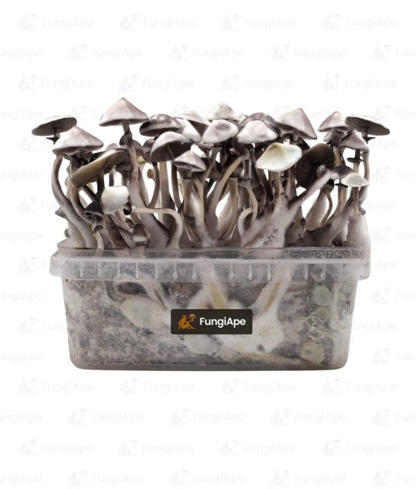 Moby Dick - Grow Kit From Fungiape.com