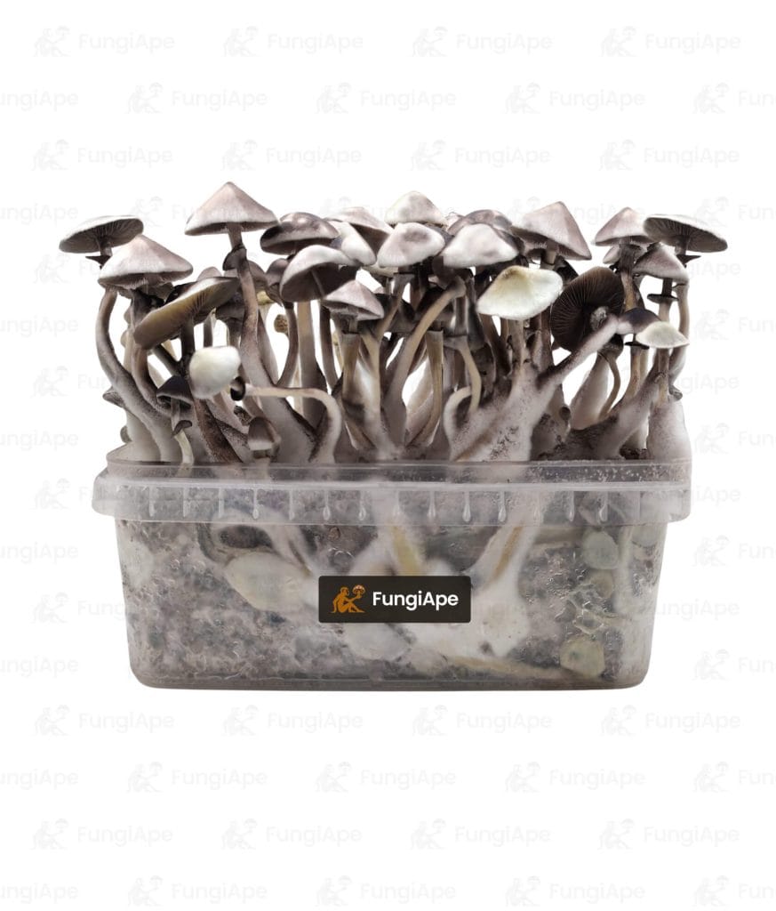 Moby Dick - Grow Kit From Fungiape.com