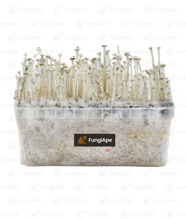 Panaeolus Cyanescens Copelandia - Grow Kit From Fungiape.com