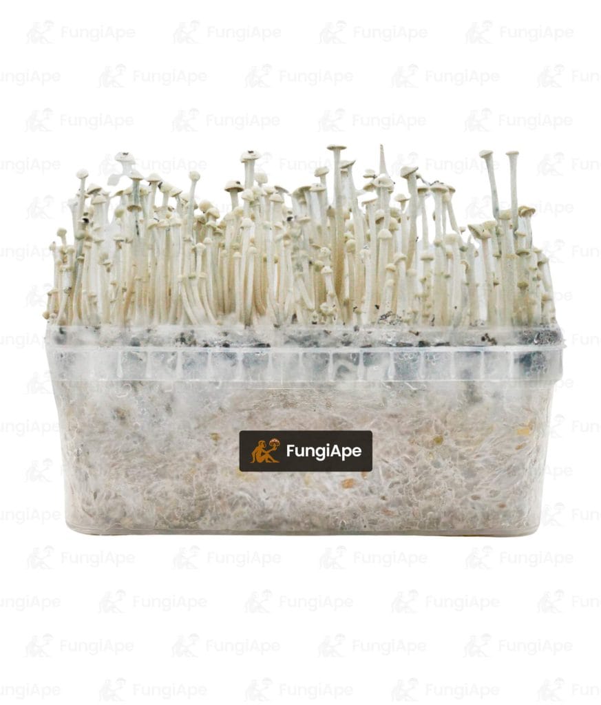 Panaeolus Cyanescens Copelandia - Grow Kit From Fungiape.com
