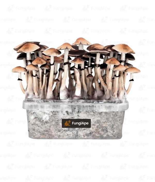 Red Boy - Grow Kit From Fungiape.com