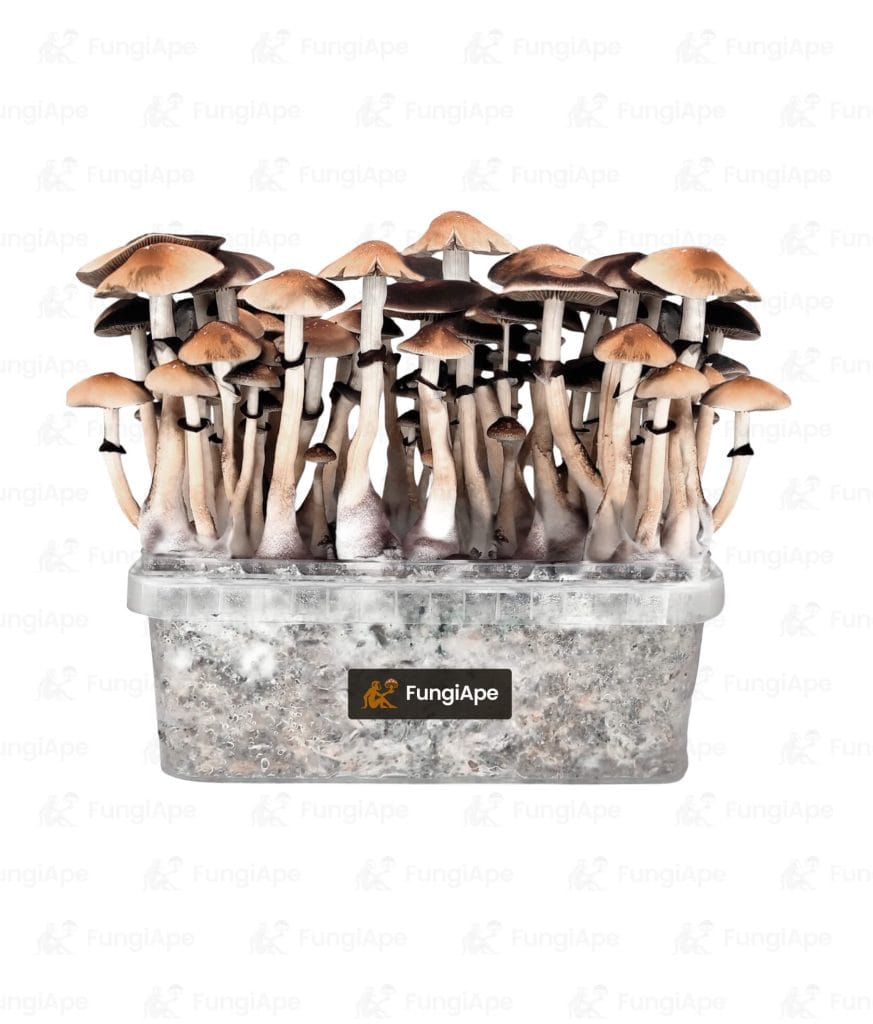 Red Boy - Grow Kit From Fungiape.com