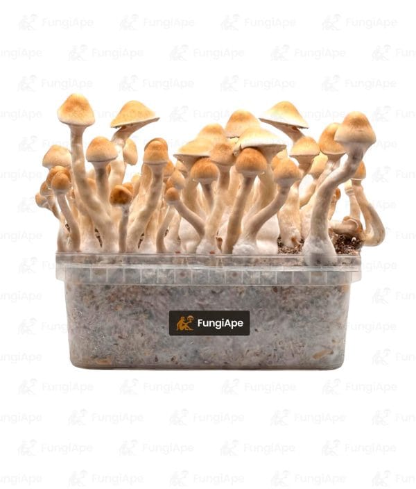 Sebu - Grow Kit From Fungiape.com