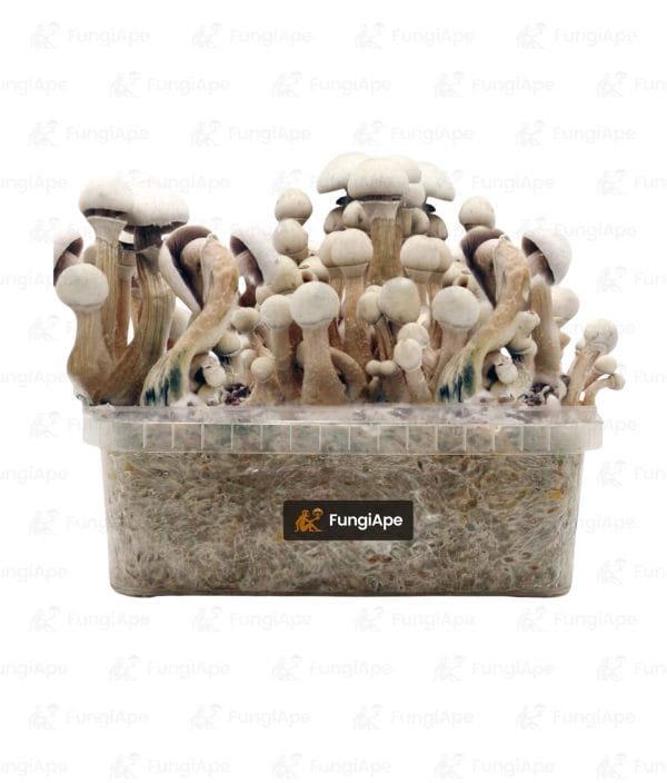 Tatandi Leucistic - Grow Kit From Fungiape.com
