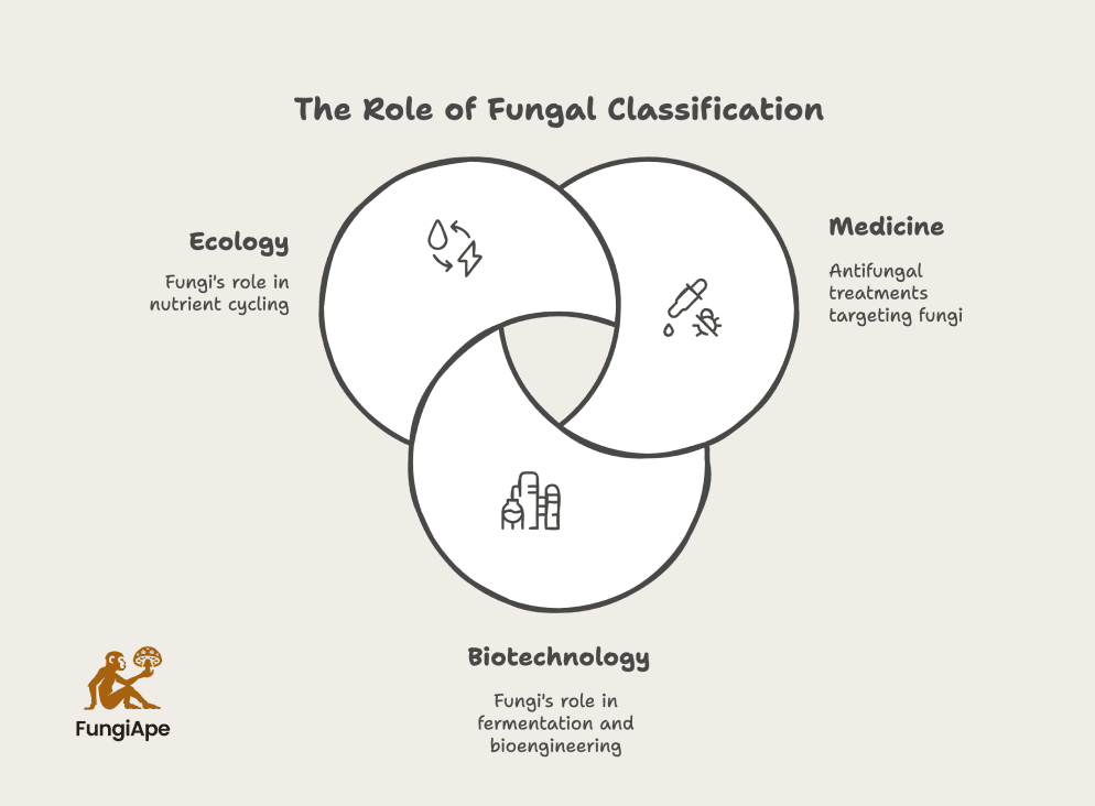 The Role of Fungal Classification