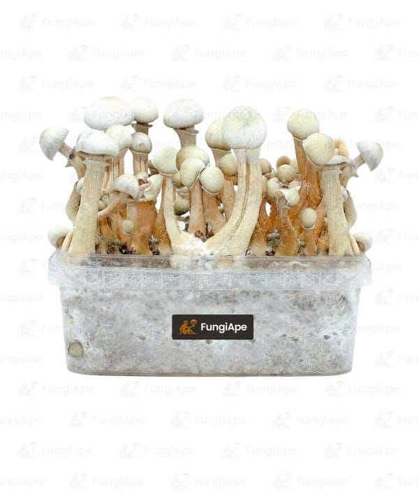 Treasure Coast Albino - Grow Kit From Fungiape.com