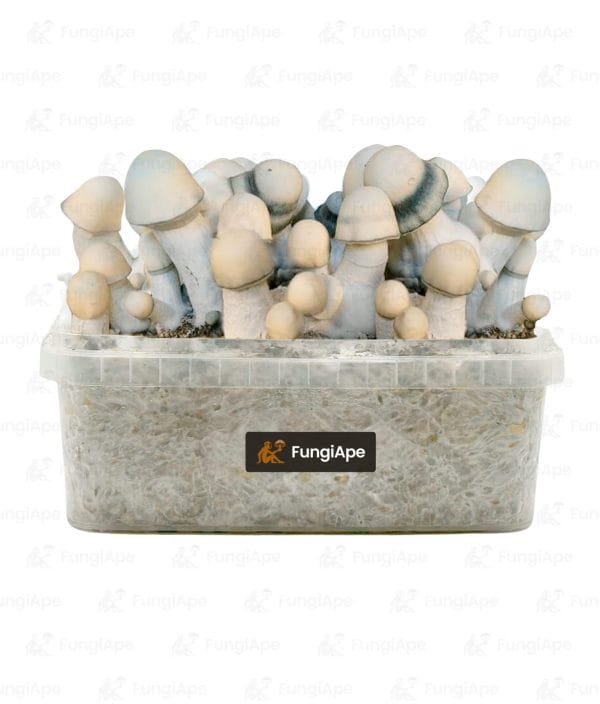Yeti - Grow Kit From Fungiape.com