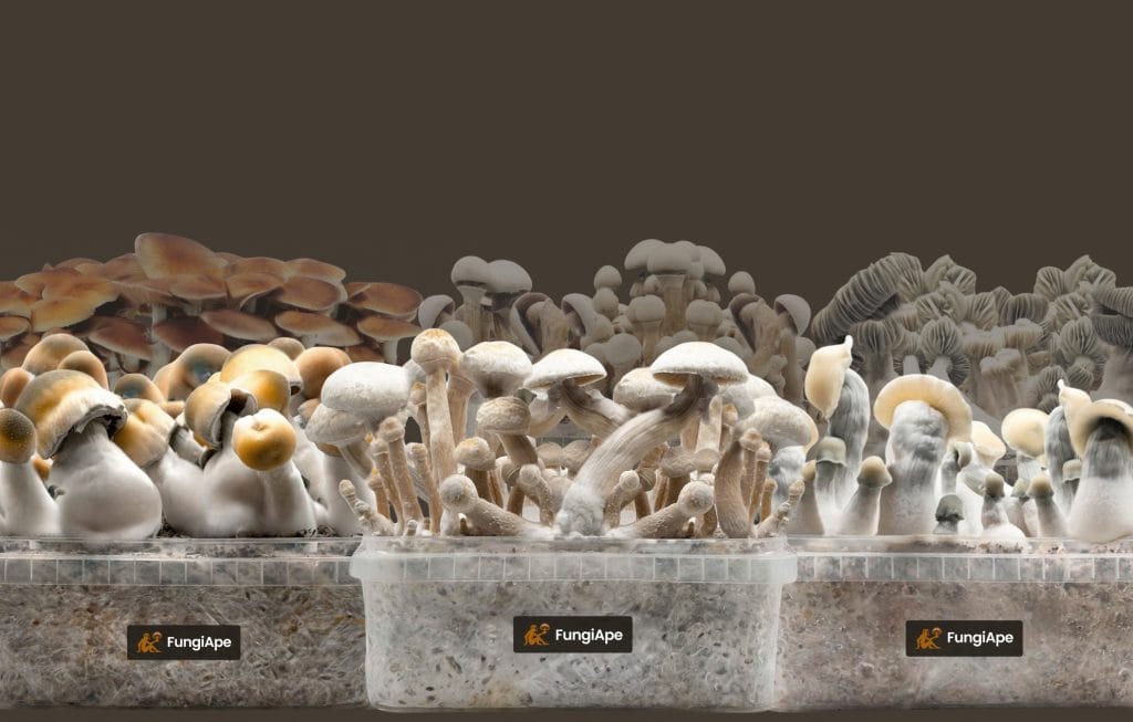 FungiApe bundle cover