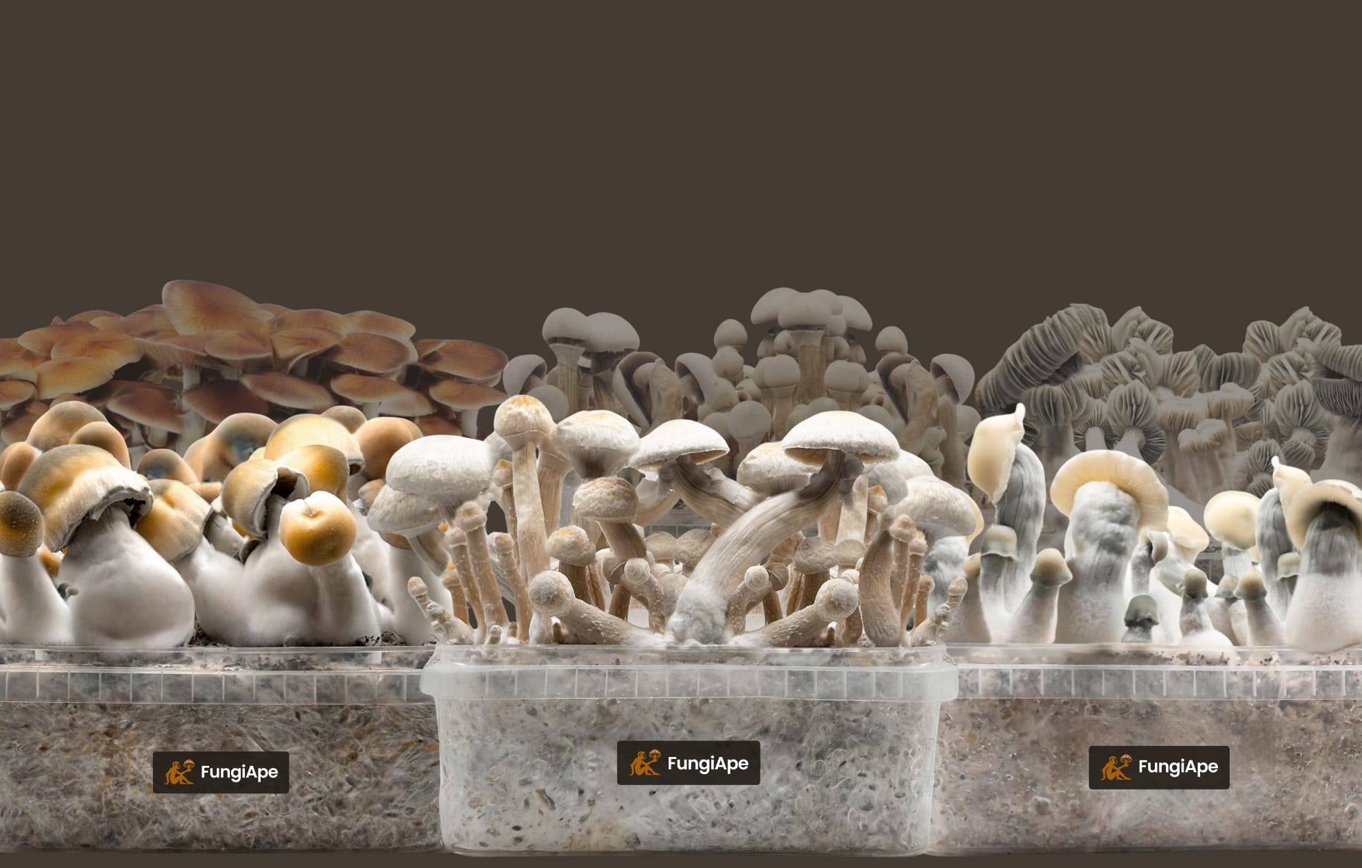 FungiApe bundle cover